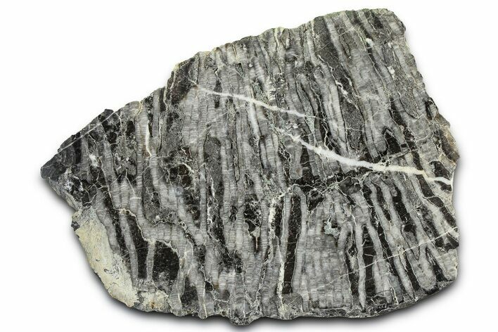 Polished Ordovician Fossil Chain Coral (Halysites) - Russia #362926